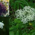 elderberry1-300x200