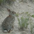 Cottontail_SJH_6417