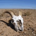 Six Ways You Can Keep Yourself Alive With Animal Bones