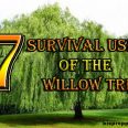 willow tree
