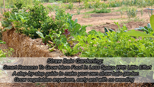 Straw Bale Gardening Smart Reasons To Grow More Food In Less Space With Little Effort
