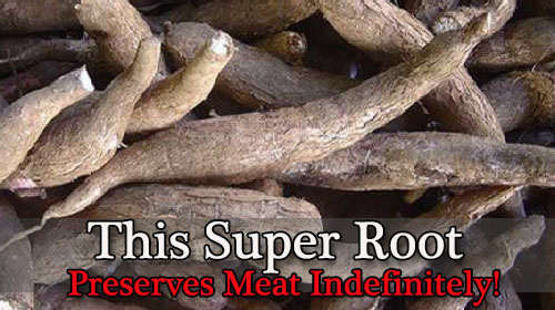 This Super Root Preserves Meat Indefinitely!
