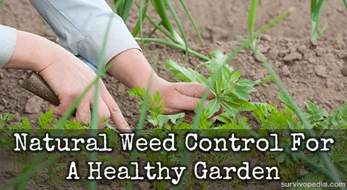 Natural Weed Control