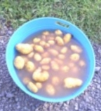 How to Can Fresh Small Potatoes/ Canning