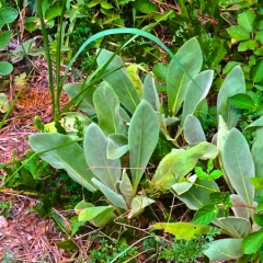 10 Survival Uses for Mullein Besides Cowboy Toilet Paper