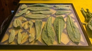 10 Survival Uses for Mullein Besides Cowboy Toilet Paper