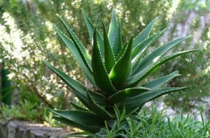 aloe-verablog