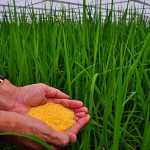 Golden Rice grain in screenhouse of Golden Rice plants.