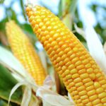 2monsanto-crops-climate-data_si