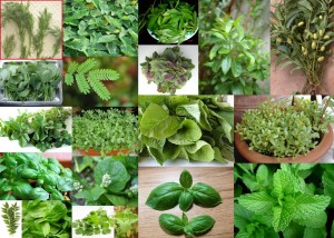herbs-and-leafy-vegetables--300x214