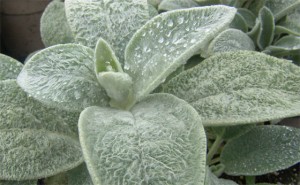 lambs-ear-sustainable-toilet-paper