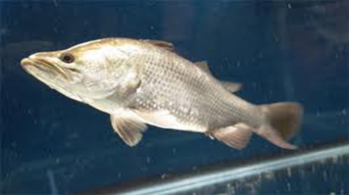 Fish for Aquaponics