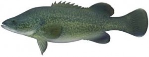 murray cod