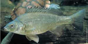 silver perch