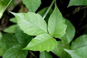 Treatments-for-Poison-Ivy