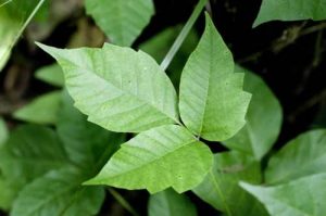 Poison Ivy Treatment: Here's What to Do - Bio Prepper