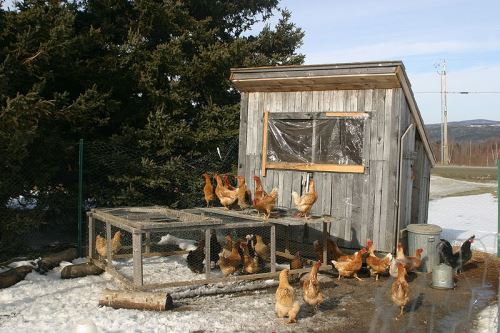 800px-Chicken_coop_in_winter Self Sustainability