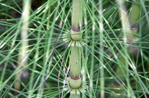 backyard-drugs-horsetail