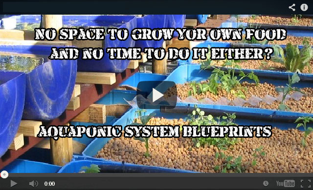 Aquaponics2