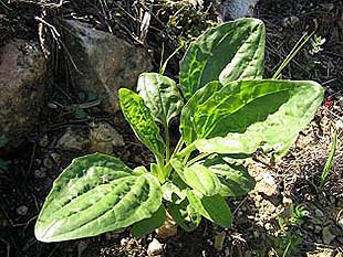 medicinal-plant-plantain