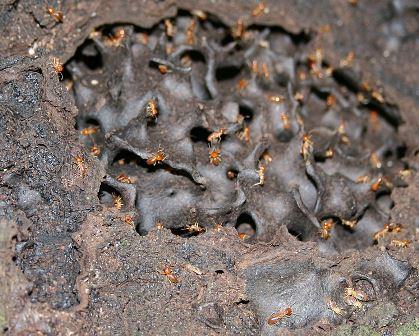 747px-Termites_in_a_mound