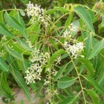 Neem-flower