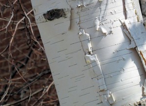 birch