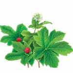 goldenseal