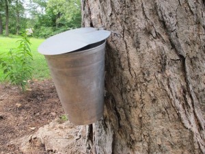 maple-tap-bucket