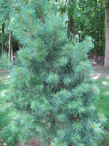 pine-tree