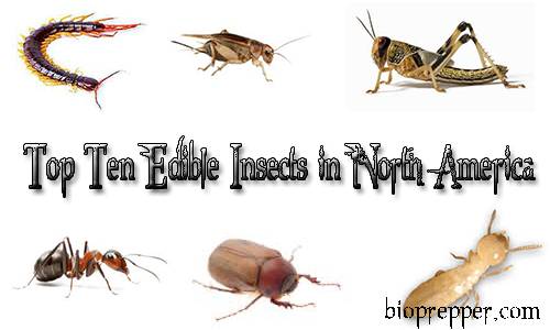 top 10 edible insects