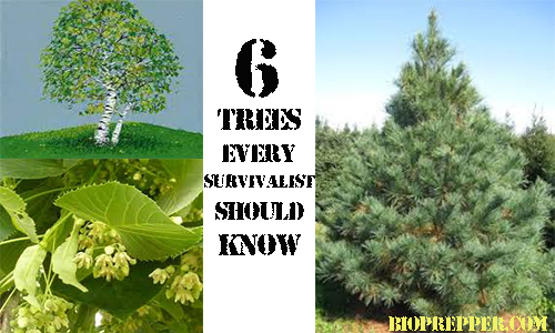 trees every survivalist should know