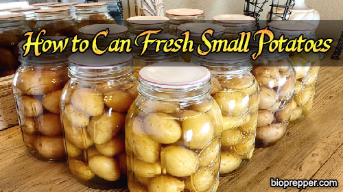 How to Can Fresh Small Potatoes