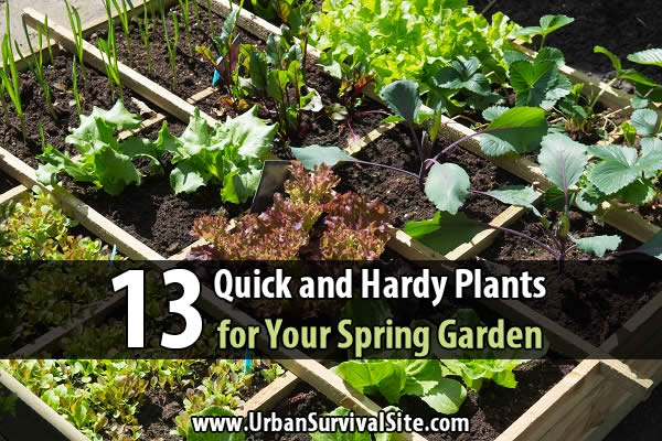 13-quick-and-hardy-plants-for-an-awesome spring garden wide-1