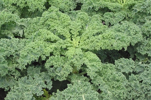 kale