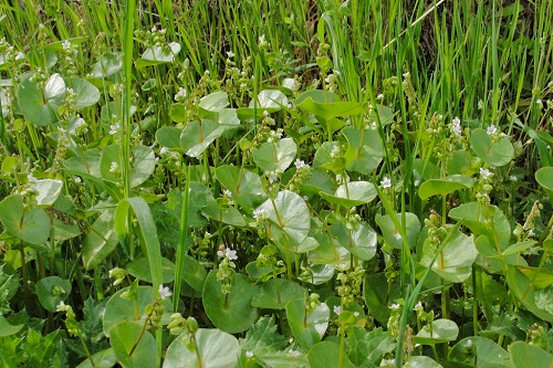 miners-lettuce