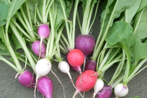 radishes