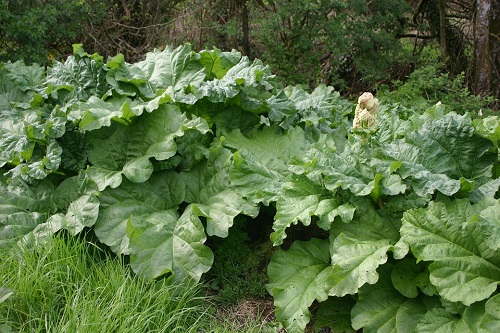 rhubarb