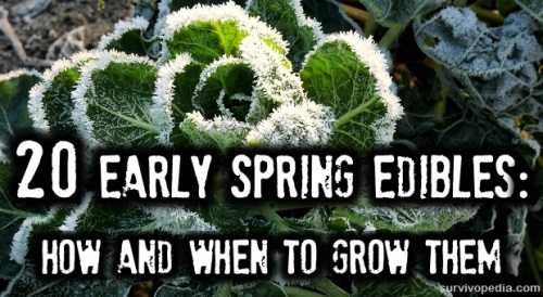 BIG-Edibles1 Early Spring Edibles