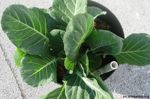 Collards_in_container