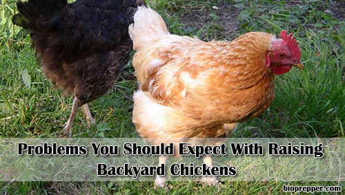 Problems You Should Expect With Raising Backyard Chickens1