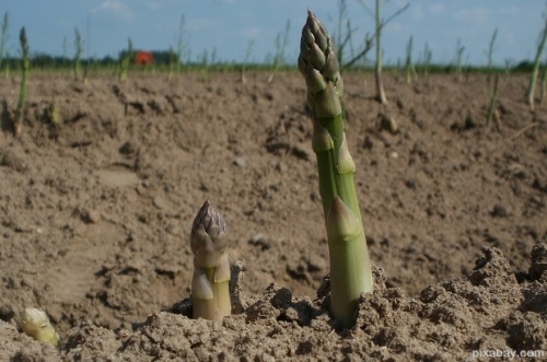 asparagus-839471_1280