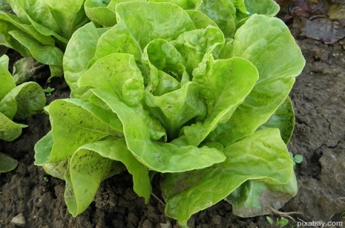 lettuce-176840_1920