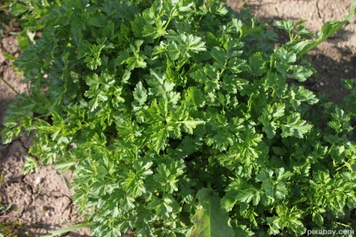 parsley-87650_1920