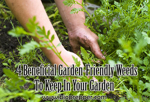 4 Beneficial Garden-Friendly Weeds To Keep In Your Garden