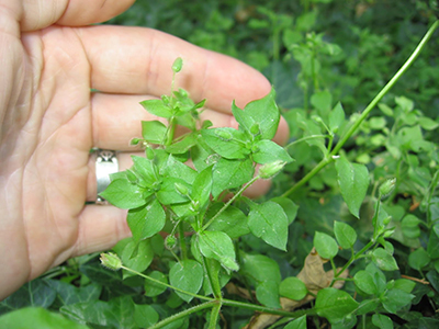 chickweed 002