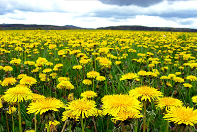 dandelion