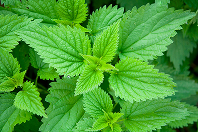 stinging_nettle1