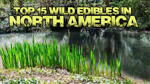 WILD EDIBLES