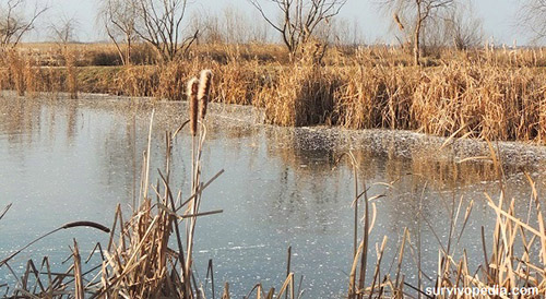 how-to-survive-eating-wild winter edibles